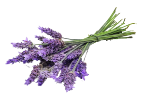 Lavanda Lavanda