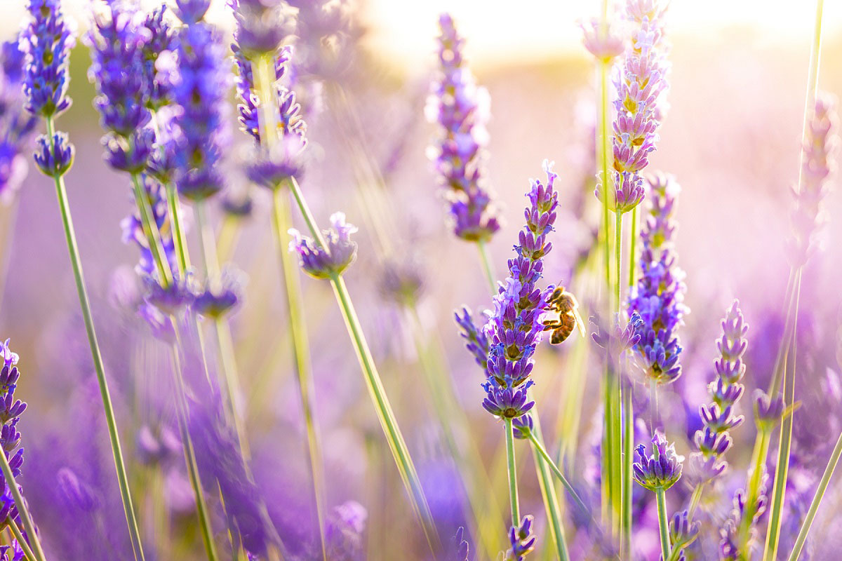 Bee enjoying fresh Lavender flowers Bee enjoying fresh Lavender flowers